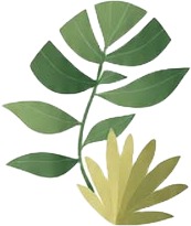 a plant with leaves on it 1.jpg